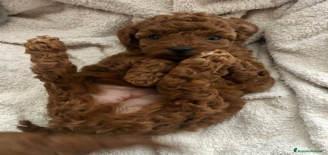 Immagine della galleria {{count}}