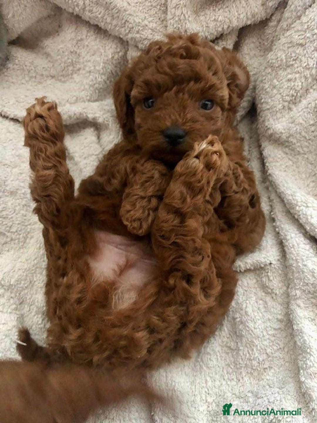 Immagine della galleria {{count}}