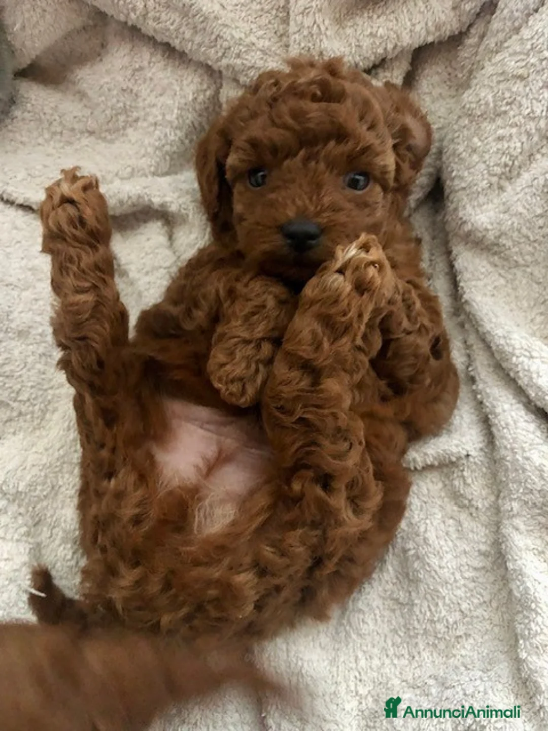 Immagine della galleria {{count}}