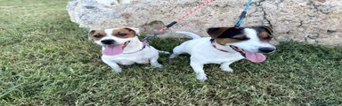 Jack Russell 7