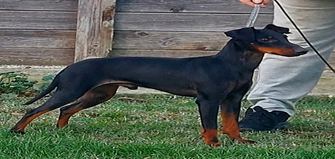 Immagine della galleria {{count}}