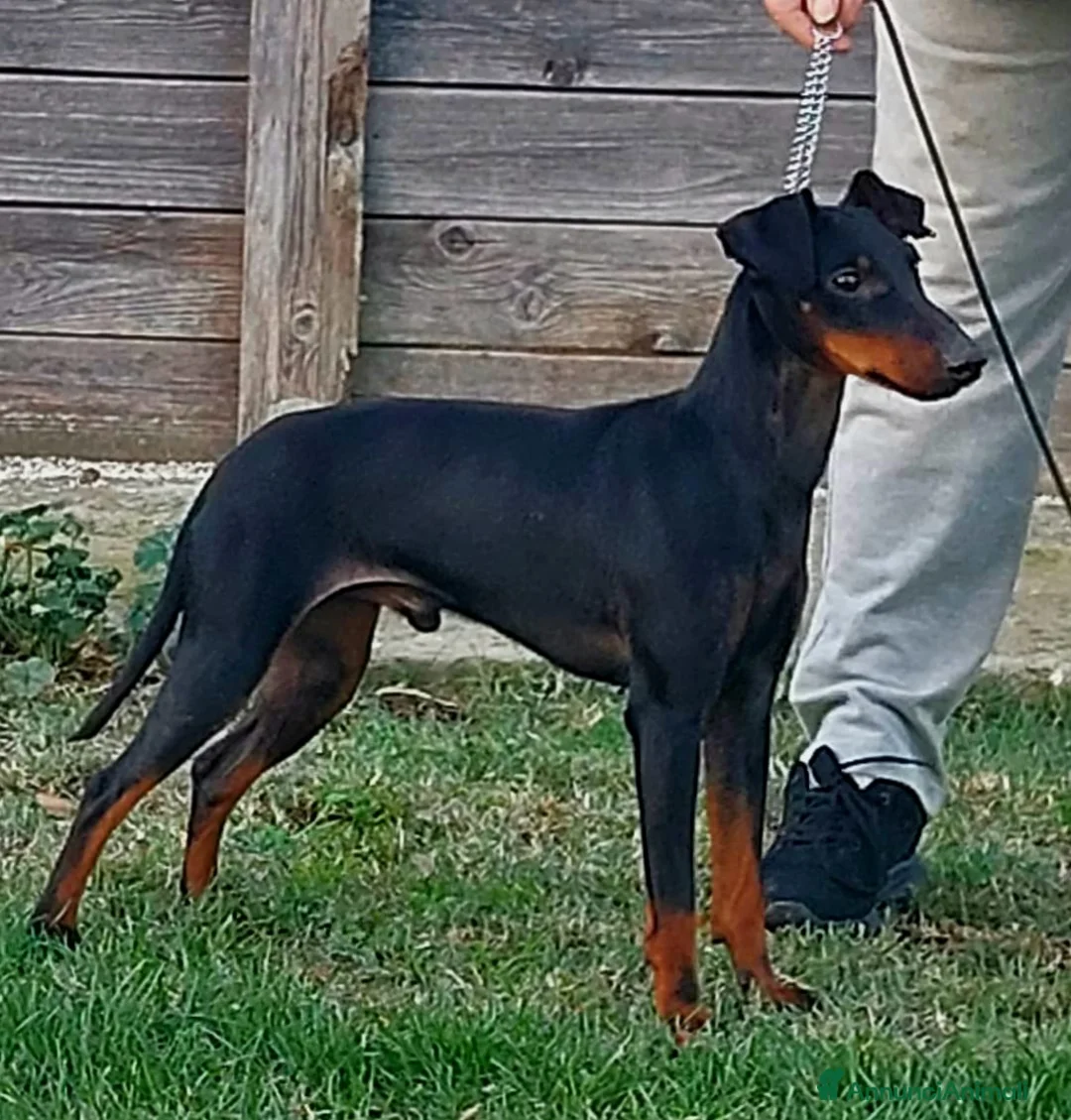 Immagine della galleria {{count}}