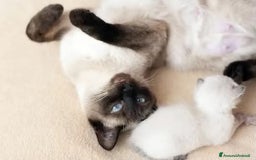 Siamese gatti in vendita: Siamese a Provincia di Cosenza - Immagine 4
