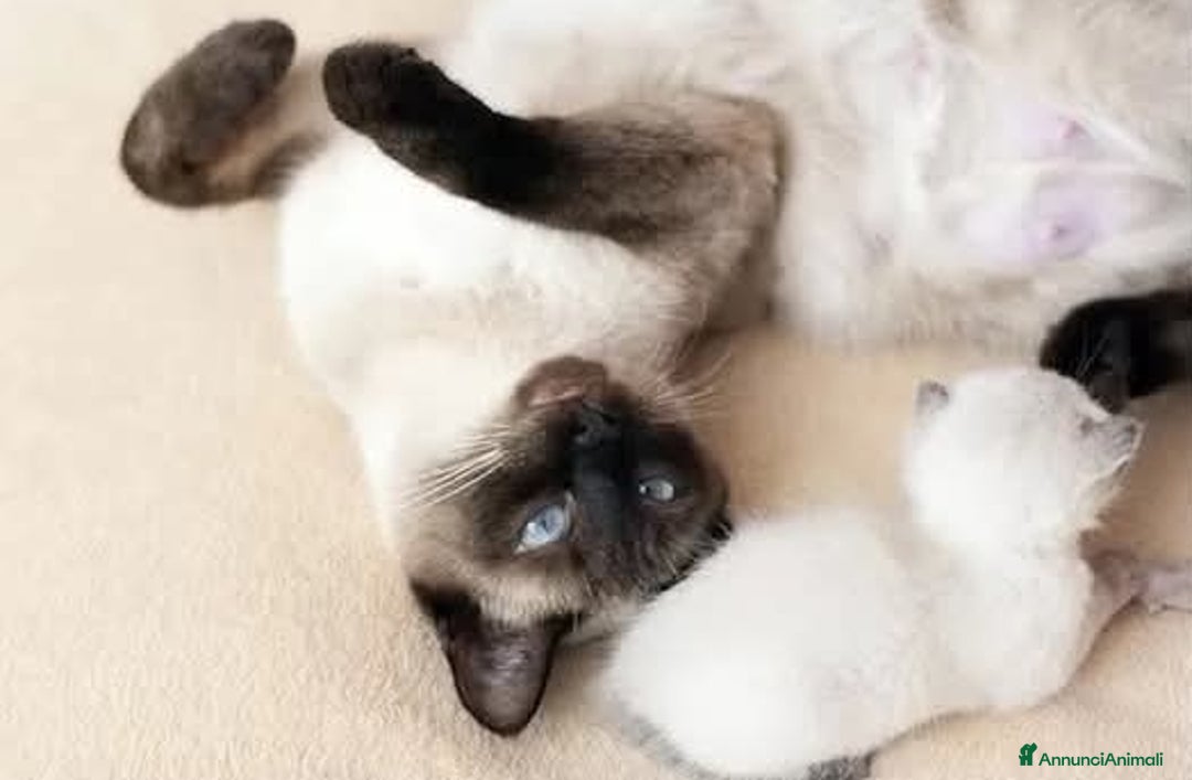 Siamese gatti in vendita: Siamese a Provincia di Cosenza - Immagine 4