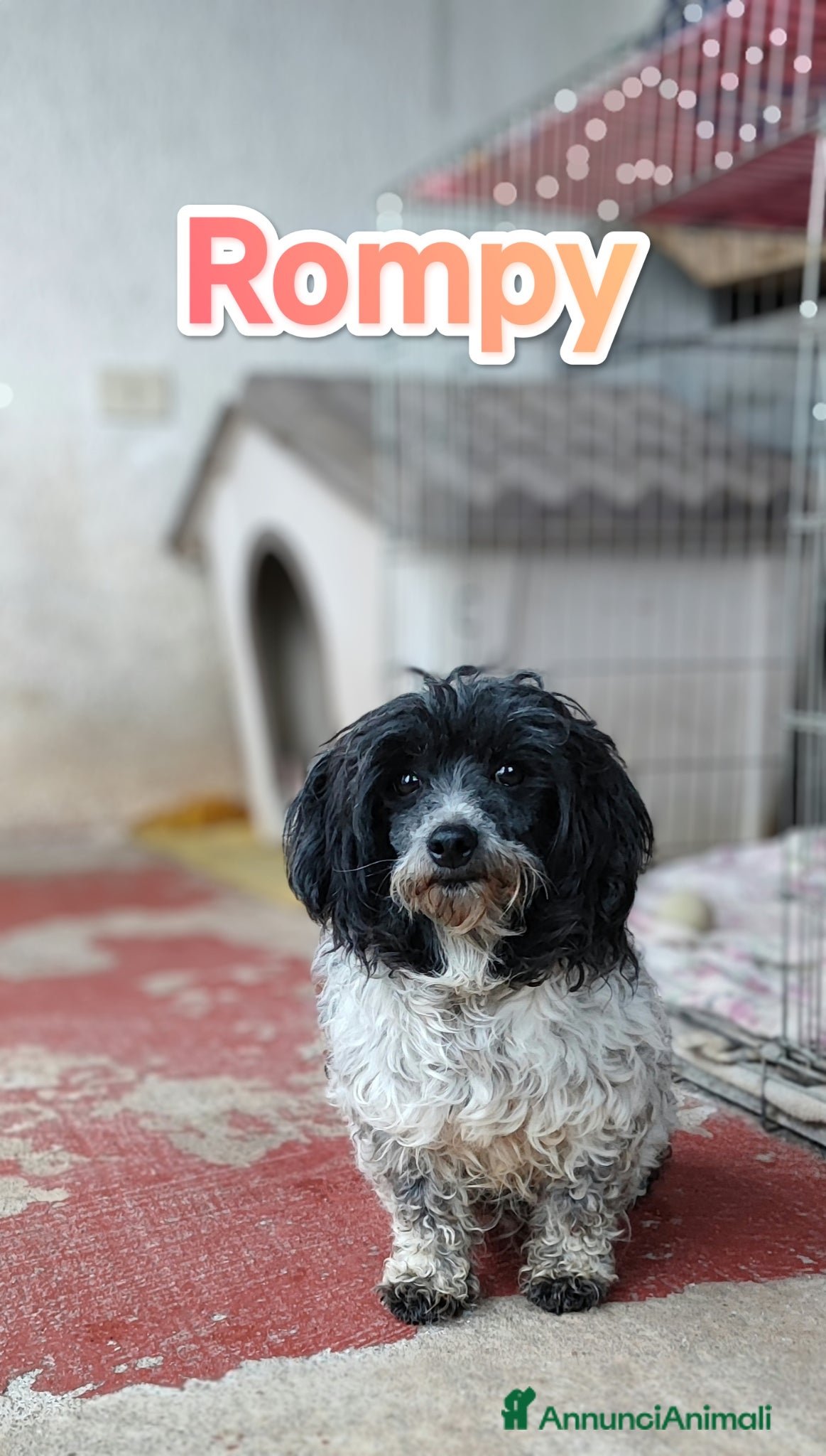 Bichon cani Taglia piccola cerca famiglia - Annuncio 1