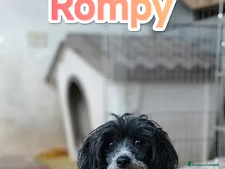 Bichon cani Taglia piccola cerca famiglia - Annuncio 1