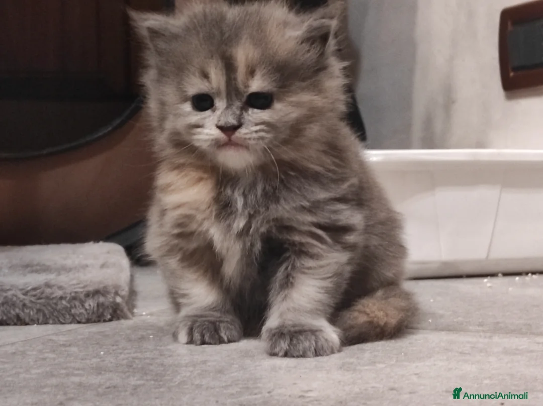Persiano gatti in vendita: Cuccioli di persiano a Città Metropolitana di Torino - Annuncio 9