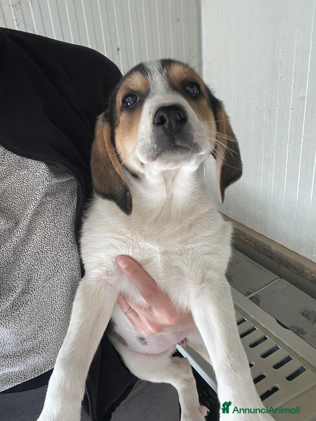 Meticcio cani in regalo: ELETTRA ASPETTA TE - Annuncio 1