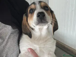 Meticcio cani ELETTRA ASPETTA TE - Annuncio 9