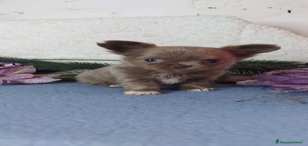 Immagine della galleria {{count}}