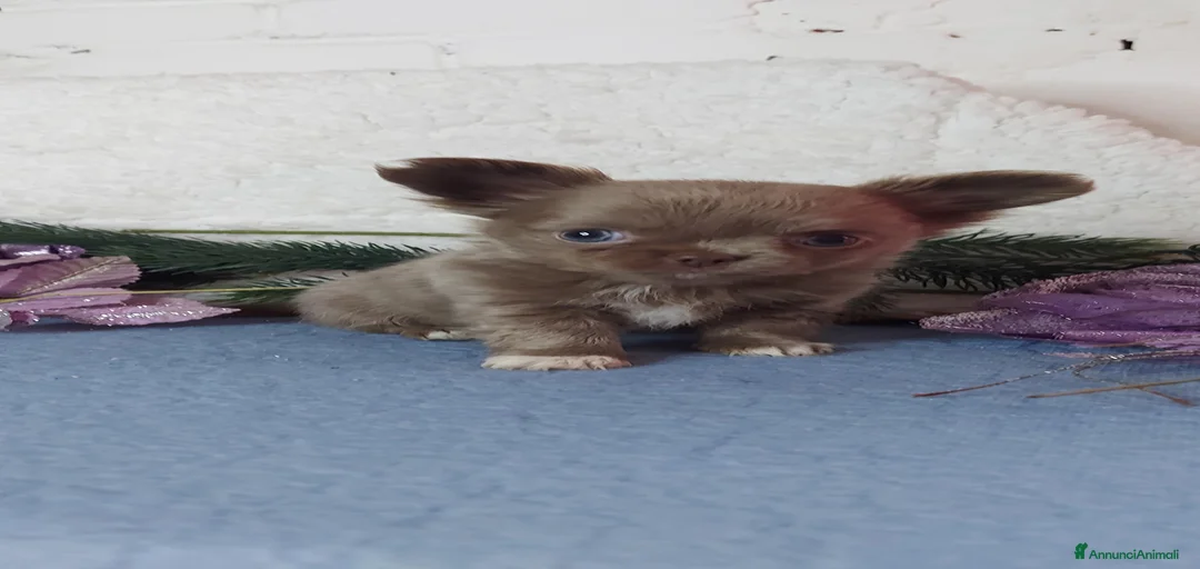 Immagine della galleria {{count}}