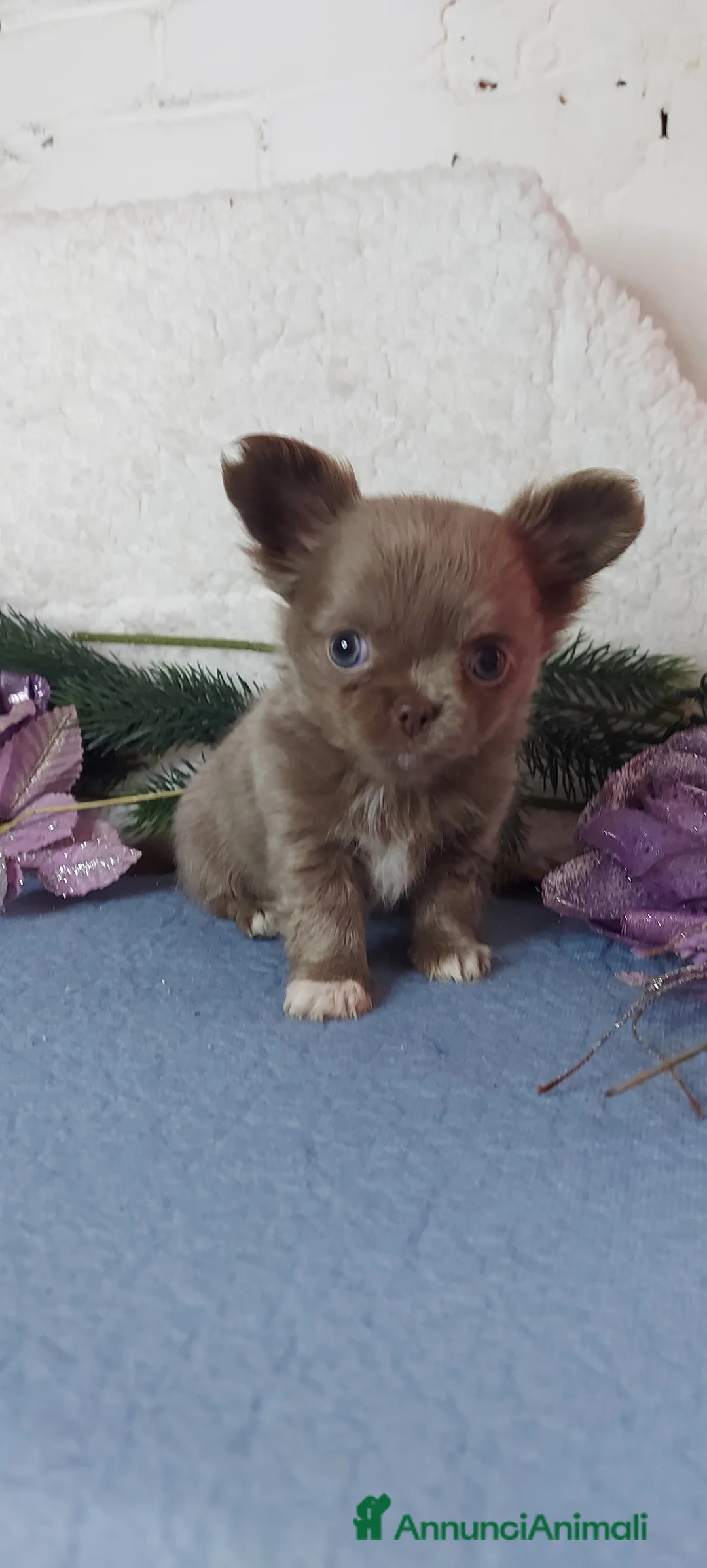 Immagine della galleria {{count}}