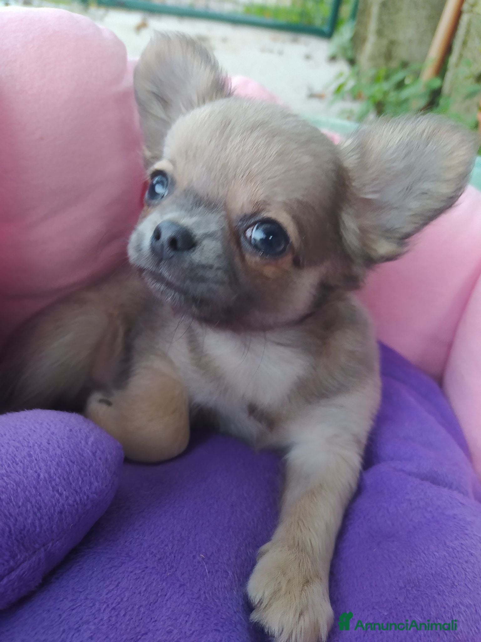 Chihuahua cani Chihuahua cucciolo maschietto pelo lungo  - Annuncio 2