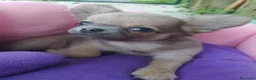 Chihuahua cani in vendita: Chihuahua cucciolo maschietto pelo lungo  - Annuncio 1