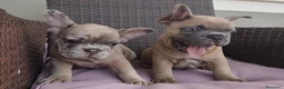 Bulldog Francese cani in vendita: Bulldog francese  - Annuncio 7