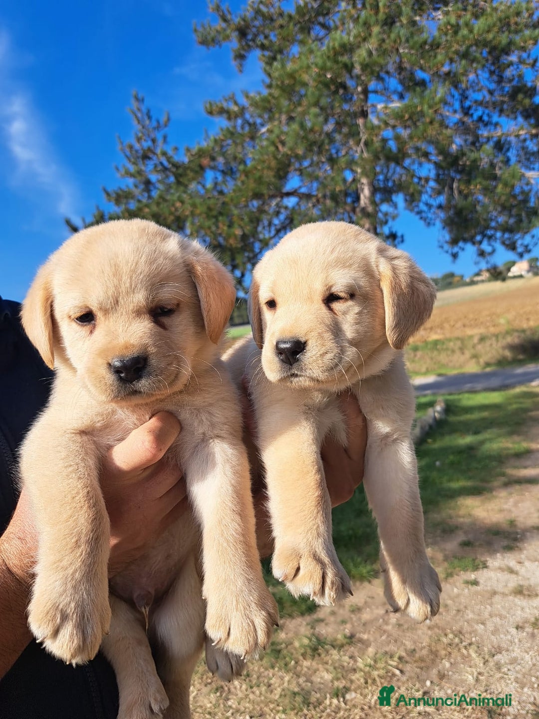 Labrador cani in vendita: Labrador cuccioli con pedigree Enci  - Annuncio 4