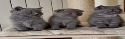 Scottish gatti in vendita: Scottish fold e straight  - Annuncio 16