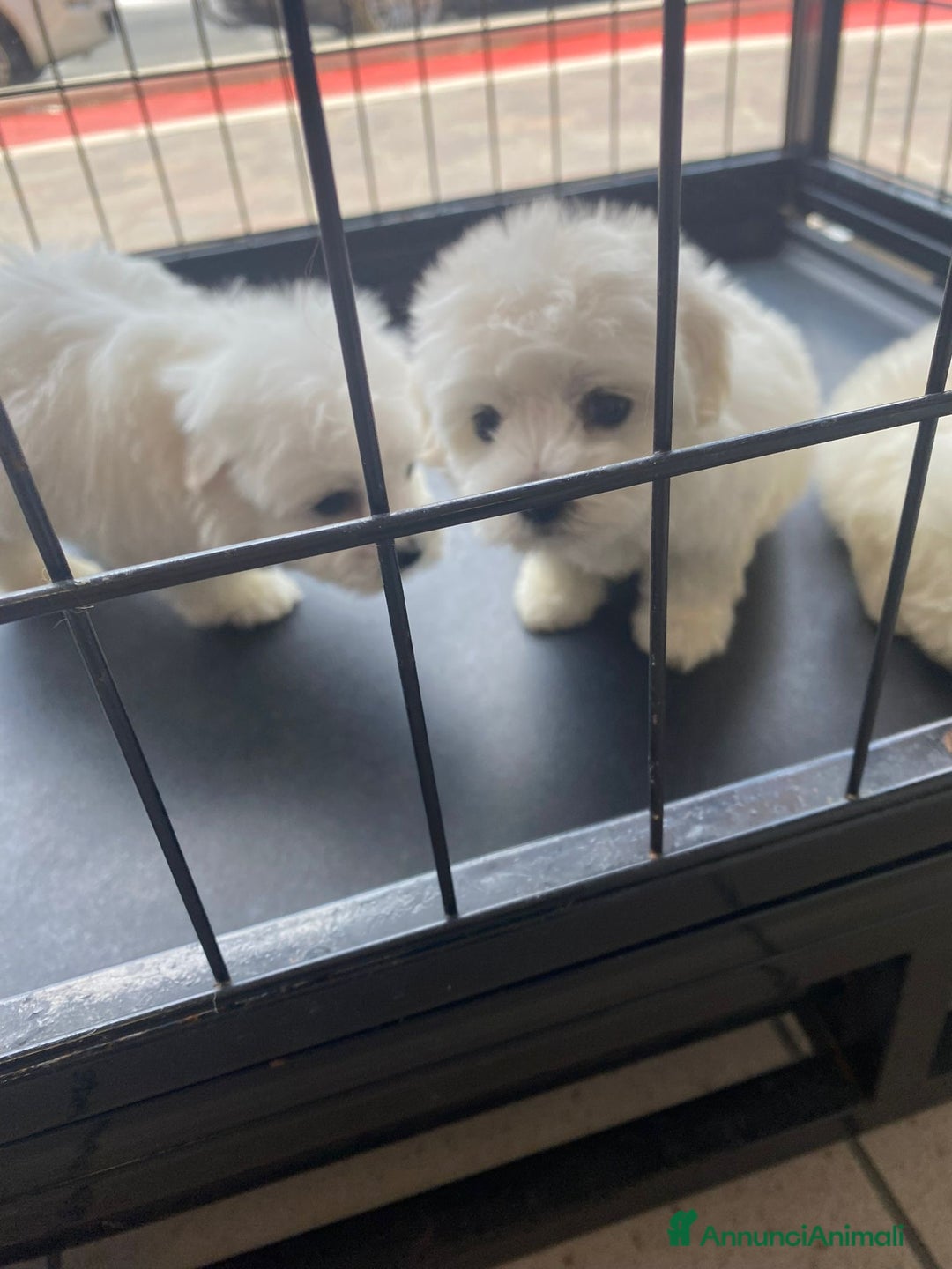 Maltese cani in vendita: Cuccioli maltesi toy - Immagine 4