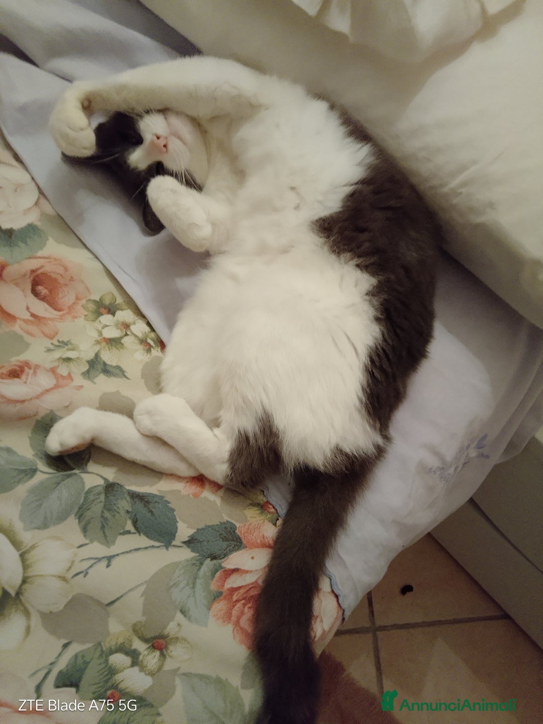 Certosino gatti in regalo: Simil Certosini - Annuncio 6