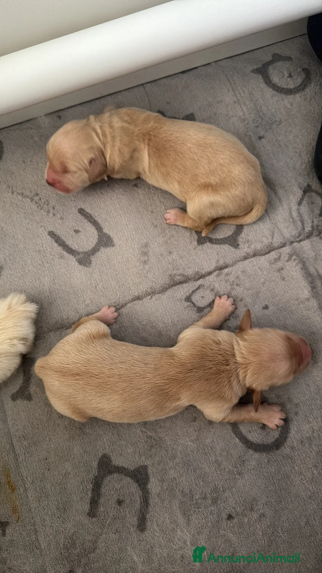 Golden Retriever cani in vendita: Cuccioli Golden retriver americani  - Annuncio 2