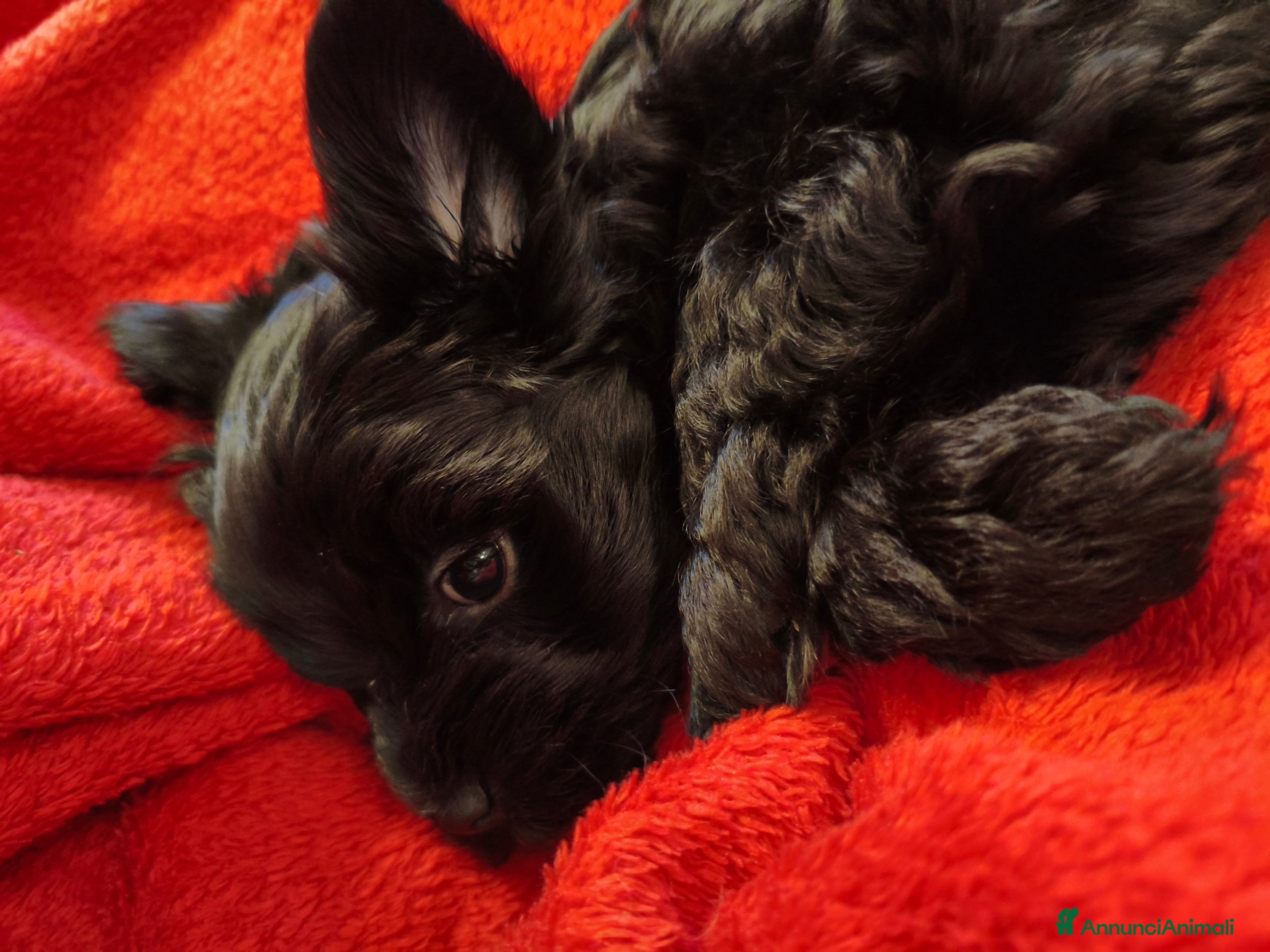 Meticcio cani in vendita: Morkie  - Annuncio 2