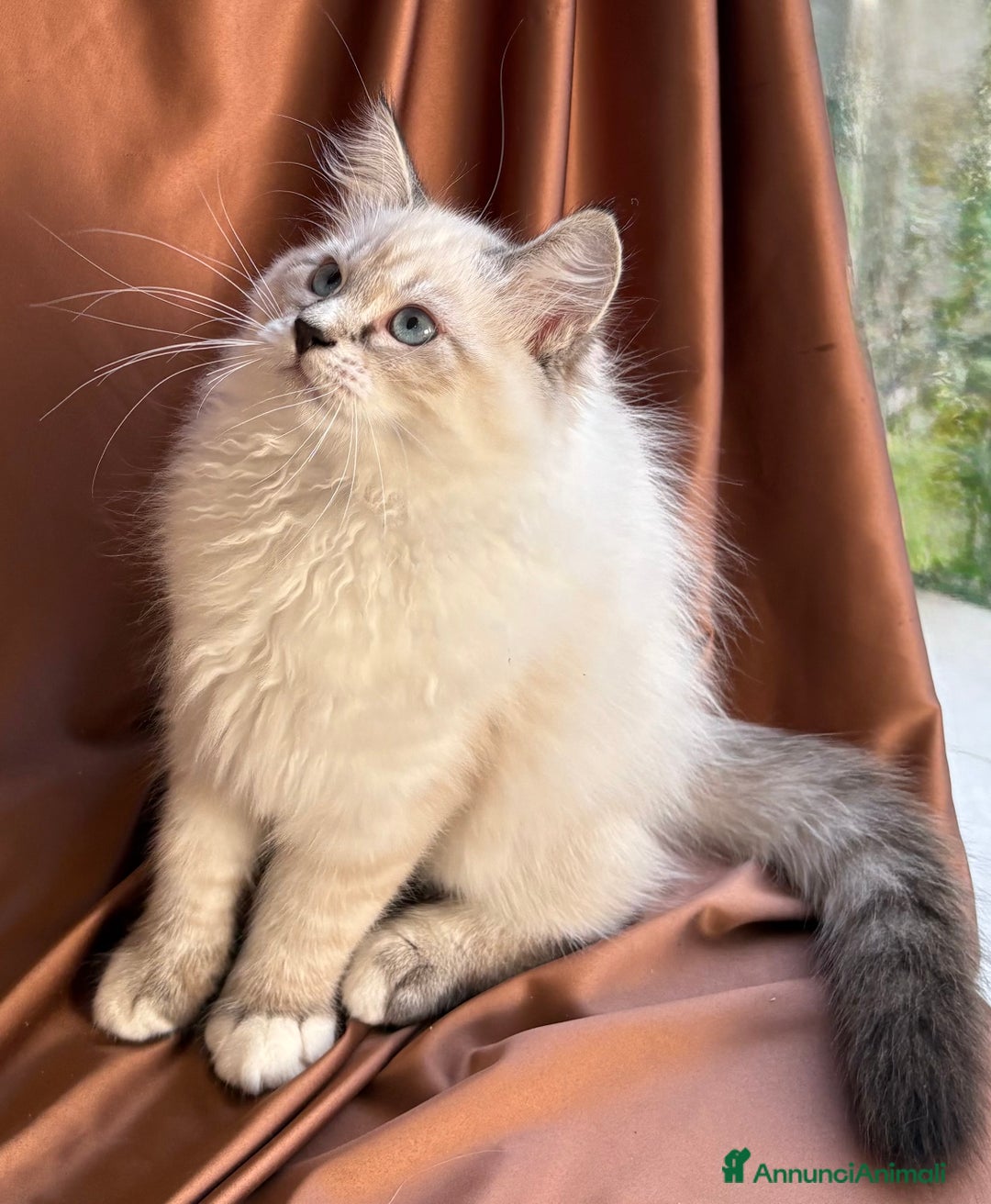 Siberiano gatti in vendita: Dolcissimi cuccioli Siberiani Neva Masquerade - Annuncio 8