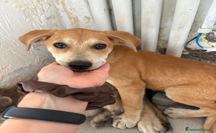 Labrador cani - Annuncio 2