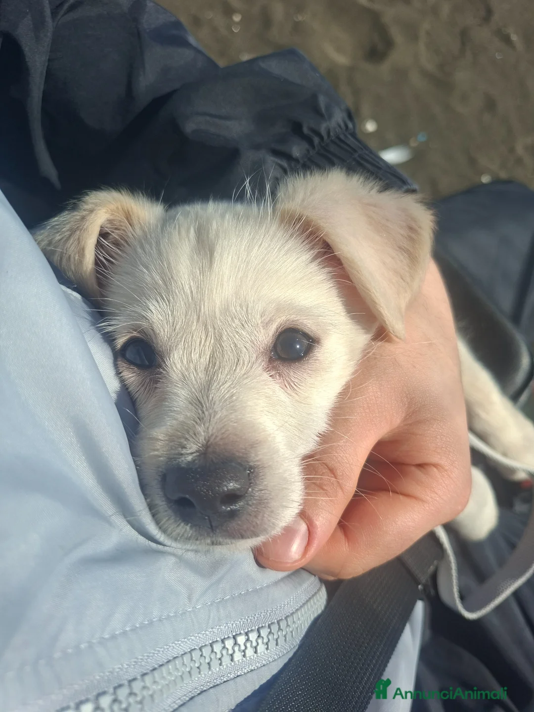 Meticcio cani in regalo: Ciao lui e piccolo cerca casa a Città Metropolitana di Napoli - Annuncio 2