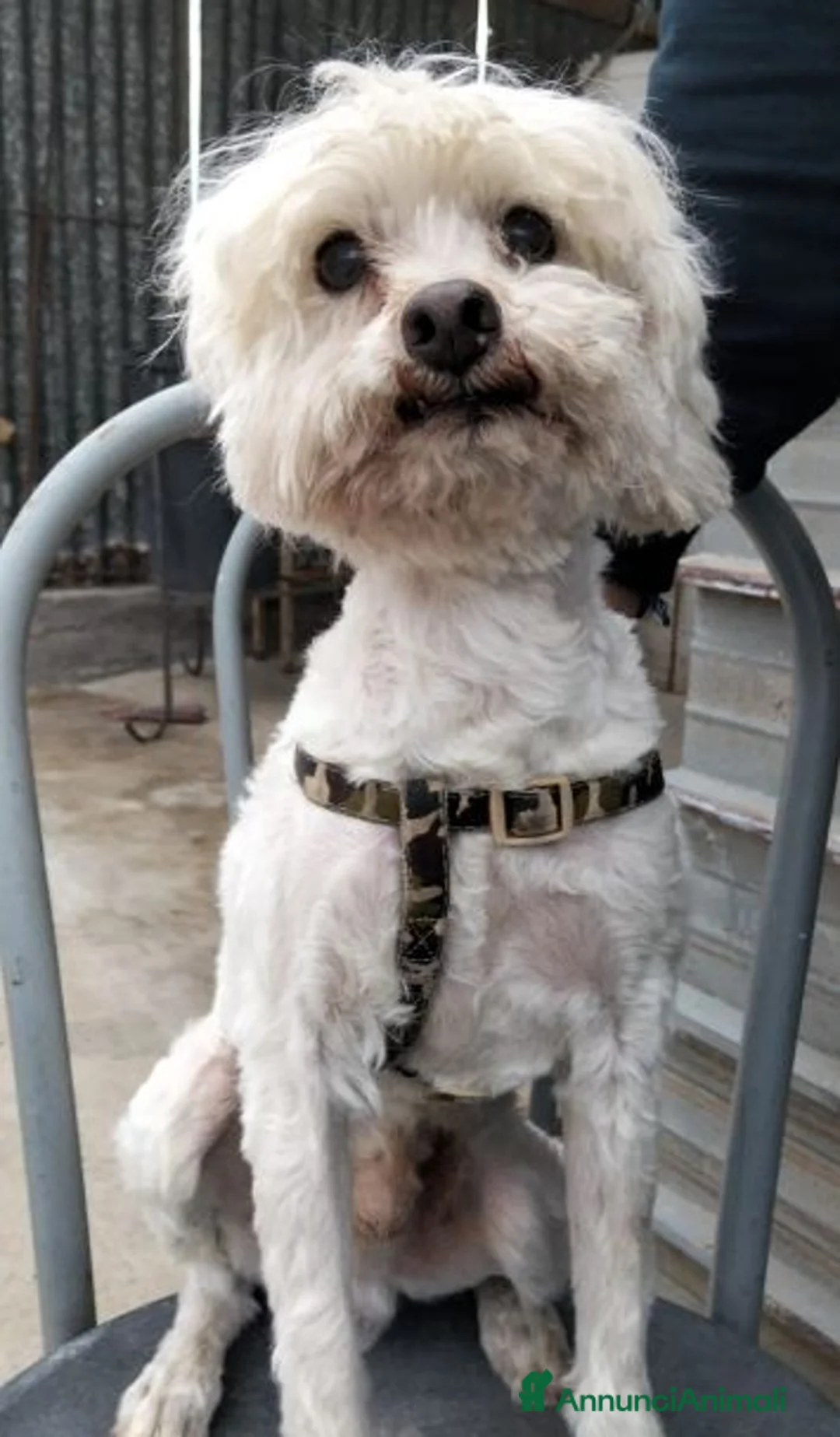 Maltese cani in regalo: RUDY in cerca di casa.... a Città metropolitana di Milano - Annuncio 3