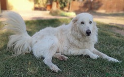 Pastore Maremmano cani in regalo: RINO, batuffolo tutto pelo e dolcezza - Immagine 3