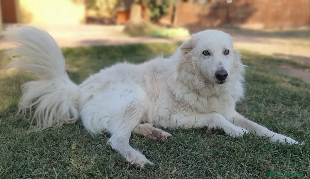 Pastore Maremmano cani in regalo: RINO, batuffolo tutto pelo e dolcezza - Annuncio 3