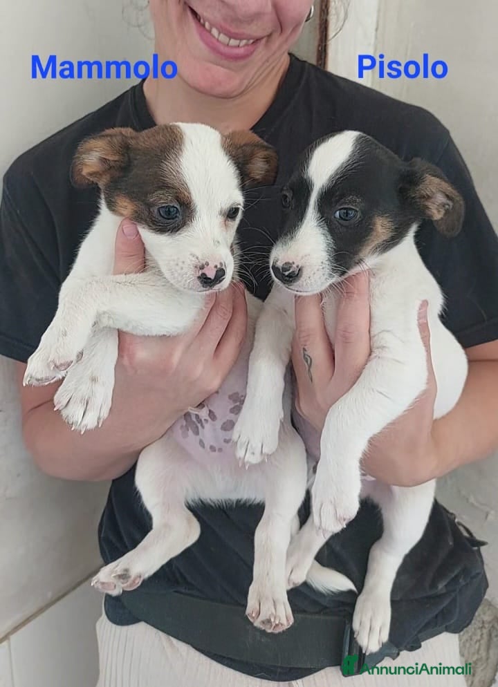 Meticcio cani Mammolo e Pisolo - Annuncio 16