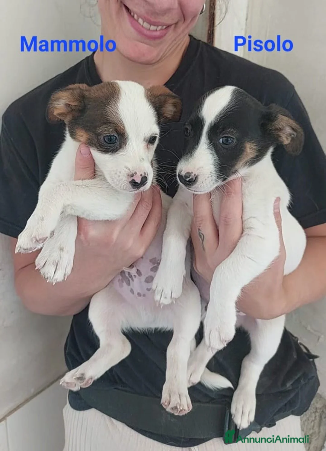 Meticcio cani in regalo: Mammolo e Pisolo - Annuncio 1