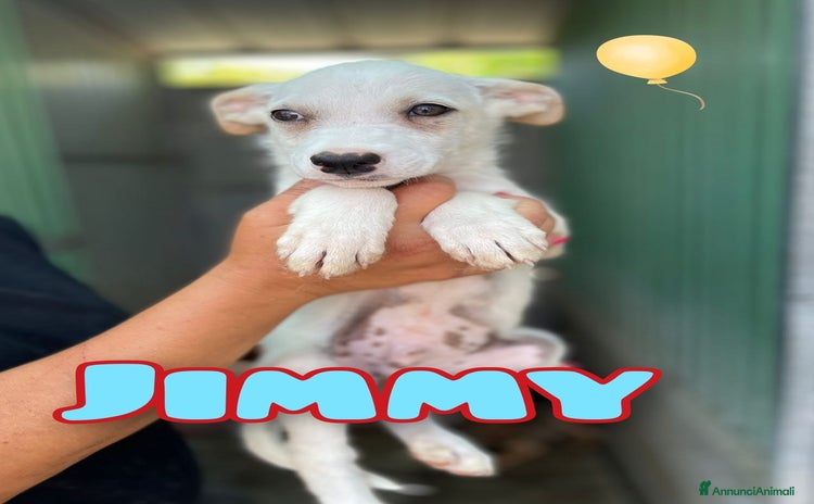 Meticcio cani a Provincia di Treviso - Annuncio 16