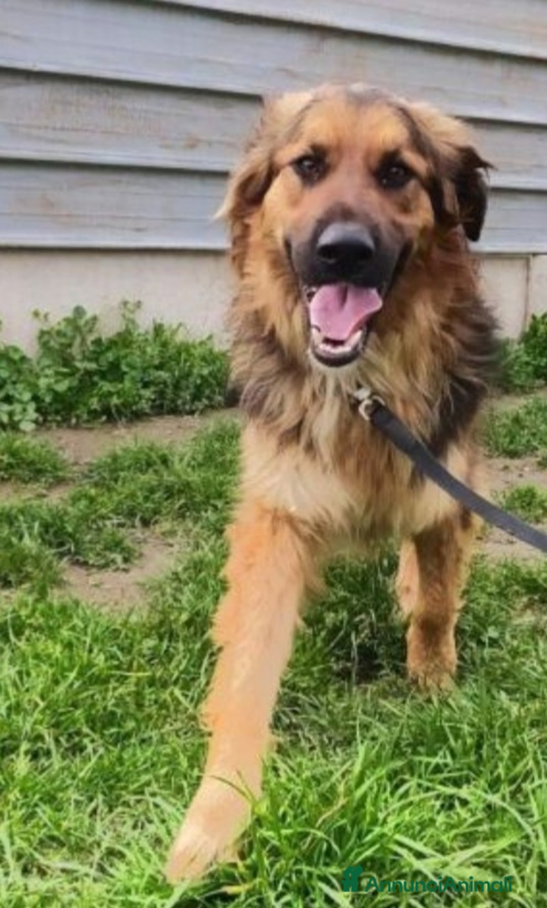 Meticcio cani in regalo: Mix pastorino pelo lungo 2anni di appelli..SUD a Città metropolitana di Milano - Annuncio 2