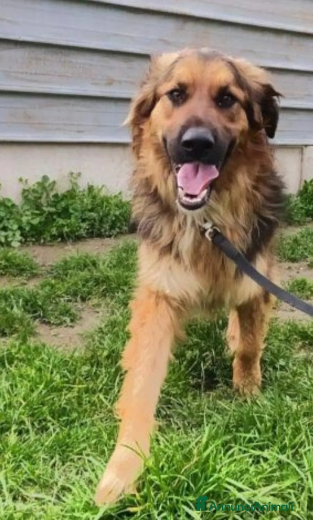 Meticcio cani in regalo: Mix pastorino pelo lungo 2anni di appelli..SUD a Città metropolitana di Milano - Annuncio 2