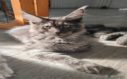 Maine Coon gatti in vendita: NYMERIA a Città Metropolitana di Venezia - Immagine 1