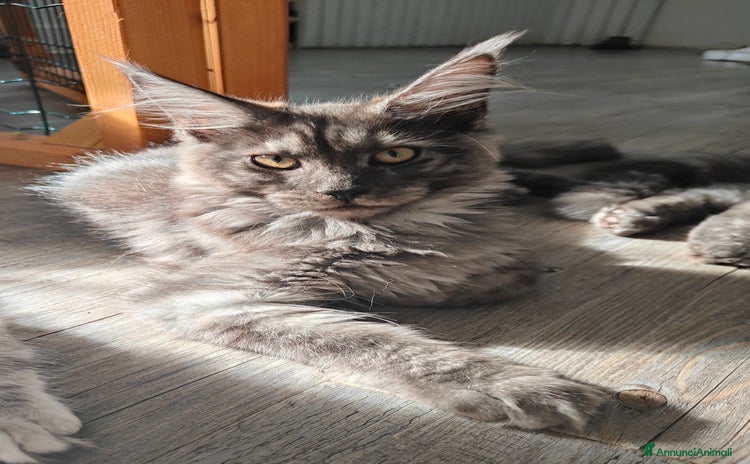 Maine Coon gatti a Città Metropolitana di Venezia - Annuncio 8