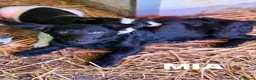 Meticcio cani in regalo: MIA, cucciola di TG MEDIO-PICCOLA super peperina! - Annuncio 3