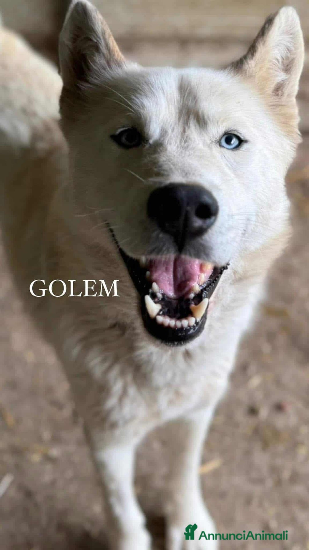 Husky cani in regalo: GOLEM, splendido HUSKY dagli occhi di ghiaccio! - Annuncio 1