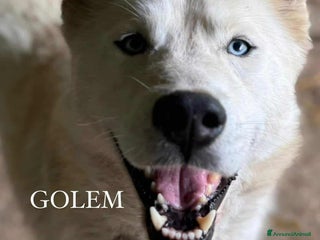 Husky cani GOLEM, splendido HUSKY dagli occhi di ghiaccio! - Annuncio 30
