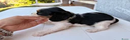 Cavalier King cani in vendita: Cavalier tricolore  - Annuncio 3