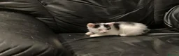 Meticcio gatti in regalo: GATTINI  a Città metropolitana di Milano - Annuncio 10