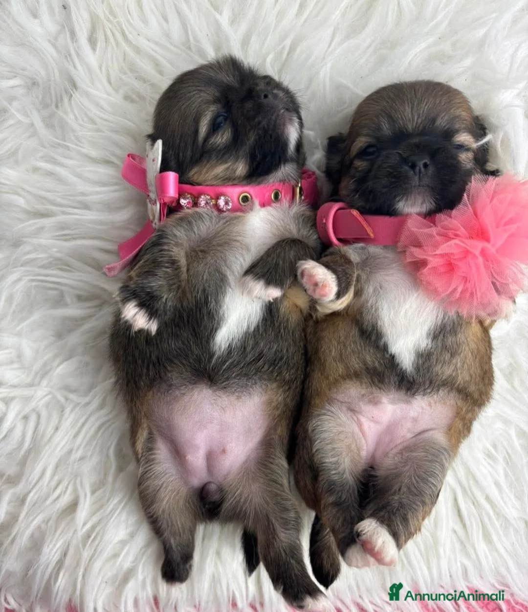 Chihuahua cani in vendita: Cuccioli di chihuahua  - Annuncio 1