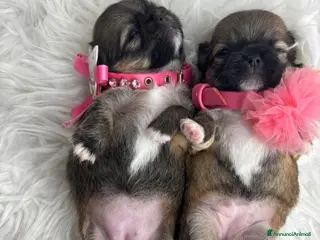 Chihuahua cani Cuccioli di chihuahua - Annuncio 2