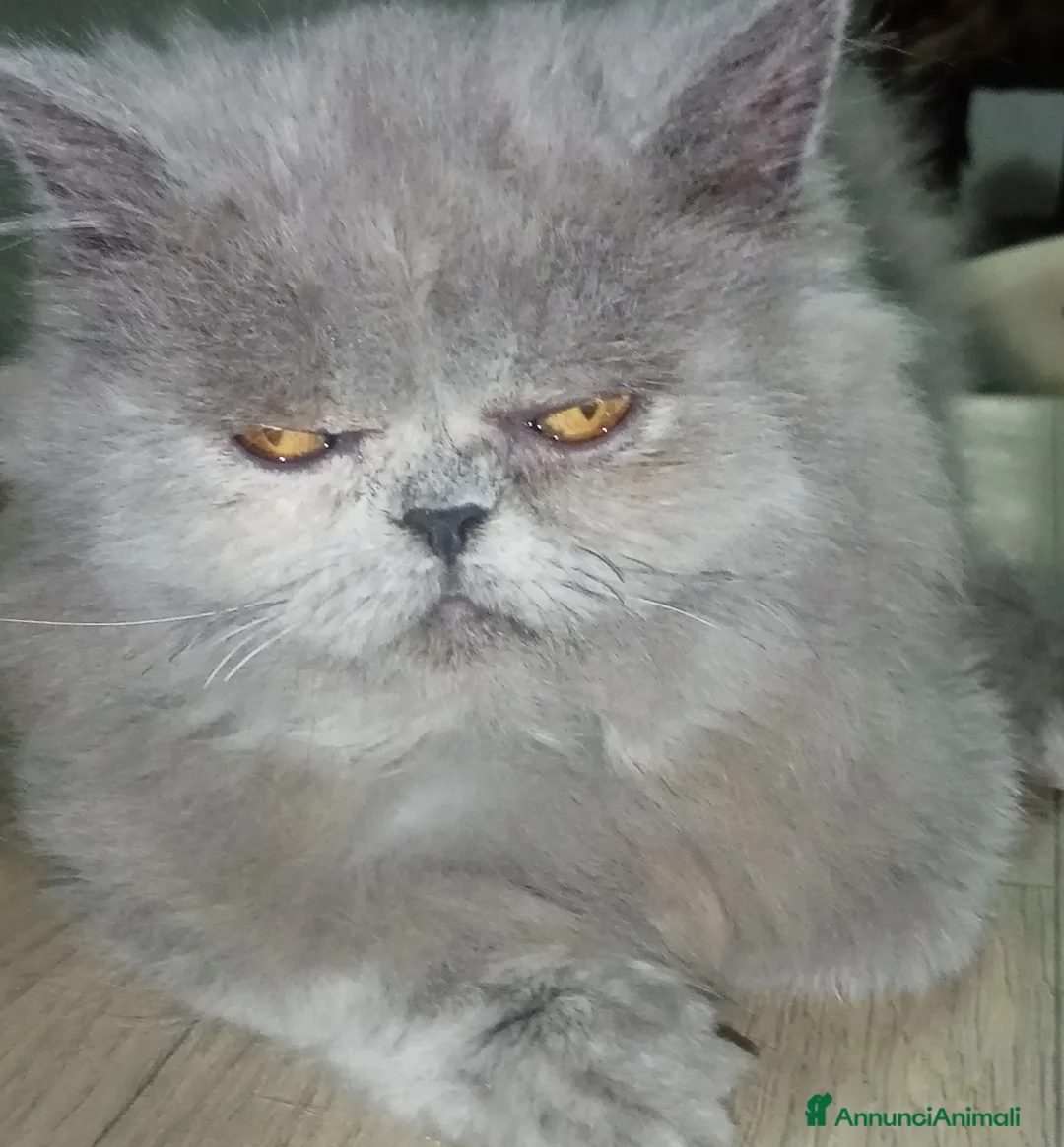 Persiano gatti in vendita: Gattini persiani pura razza  - Annuncio 5