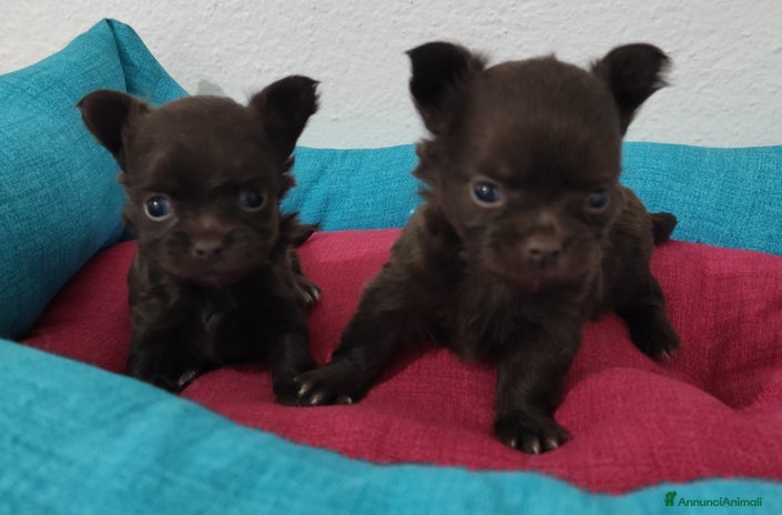 Chihuahua cani - Annuncio 13