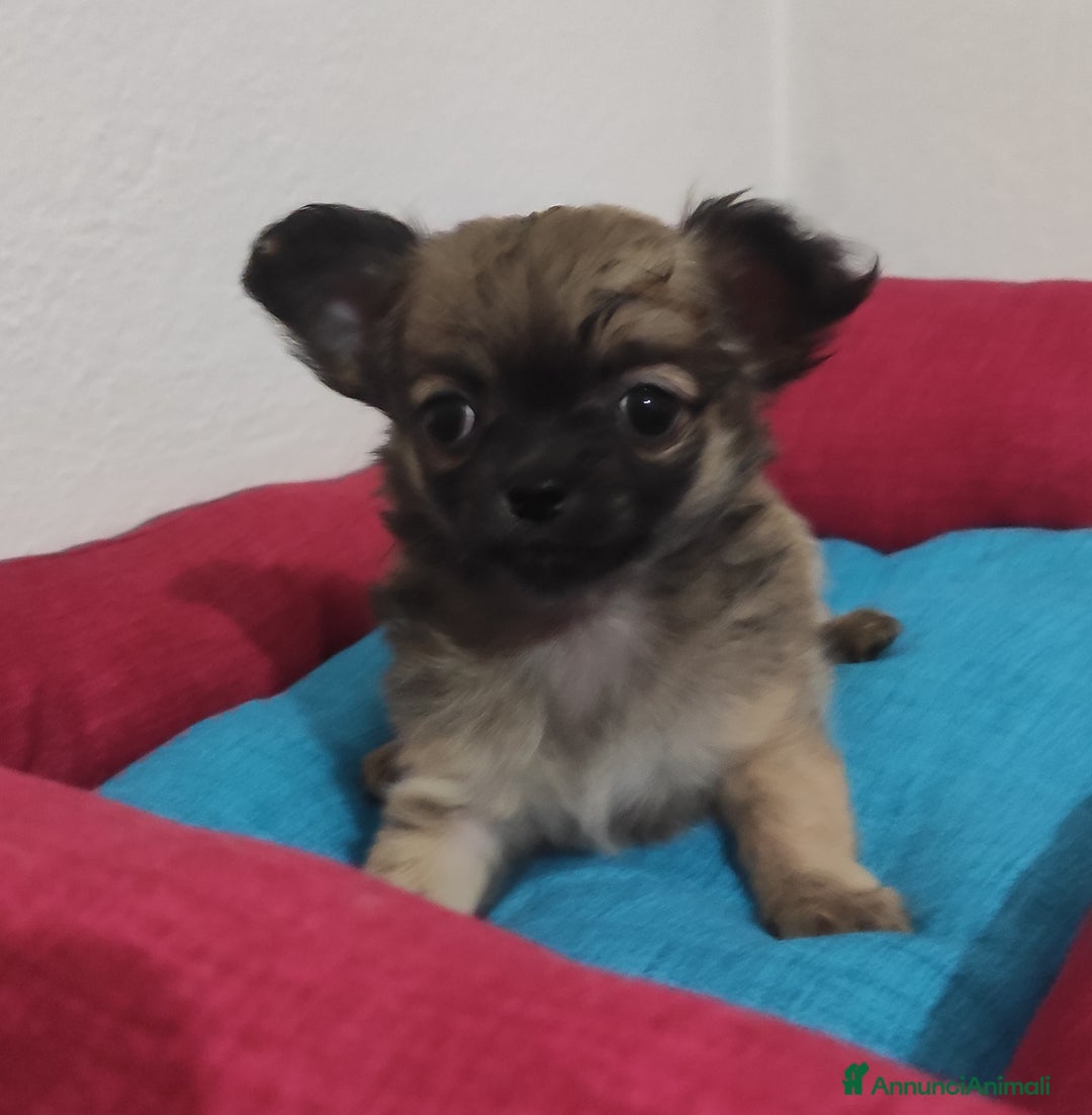 Chihuahua cani in vendita: Cuccioli di chihuahua a pelo lungo - Annuncio 16