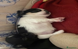 Chihuahua cani in vendita: Cuccioli di Chihuahua   a Provincia di Massa e Carrara - Immagine 3