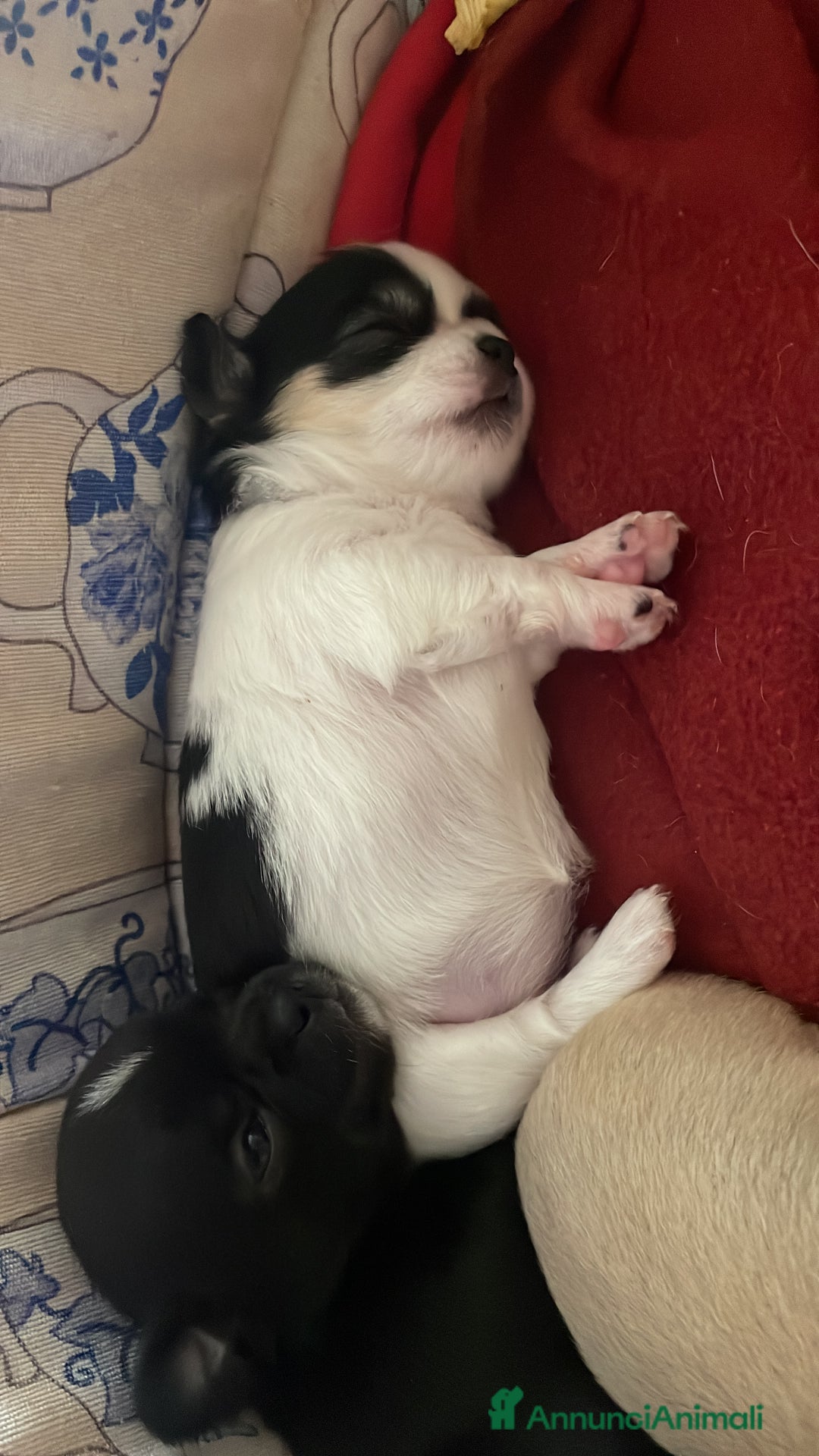 Chihuahua cani in vendita: Cuccioli di Chihuahua   a Provincia di Massa e Carrara - Immagine 3